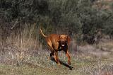 VIZSLA poil court 038